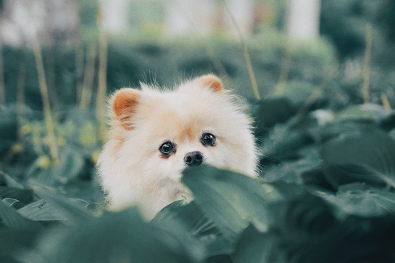 puppy on field