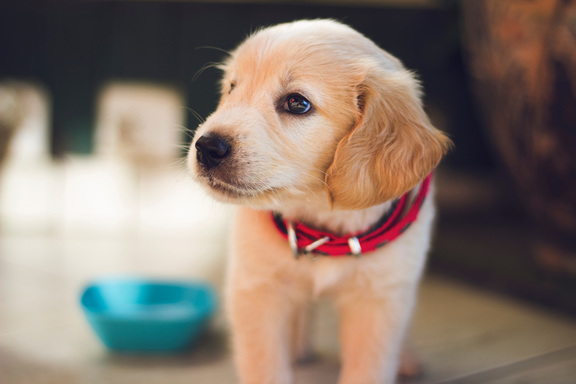 A closeup of a puppy standing on a tile floor