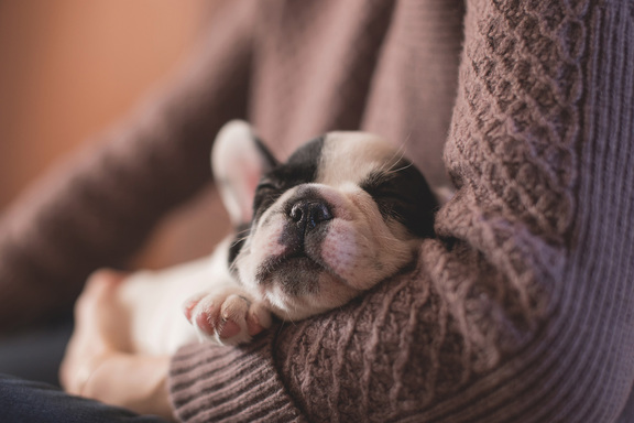 puppy sleeping cozily between a person's arm