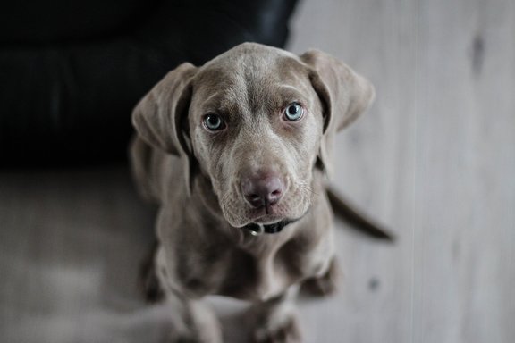 closeup of black dog