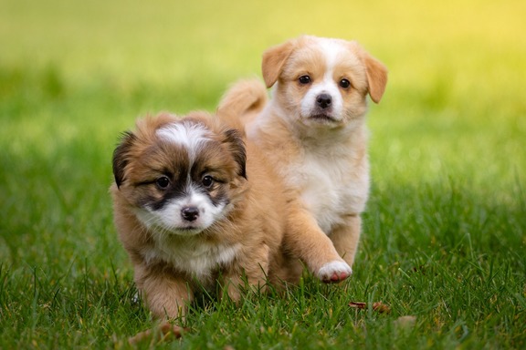 two puppy playing in park