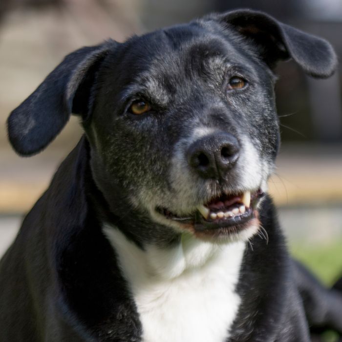 A black and white dog sitting on the grass, looking alert and content.