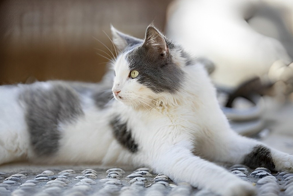 a cat lounging on a metal surface