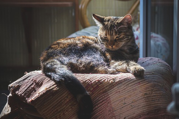 a cat peacefully resting on a blanket