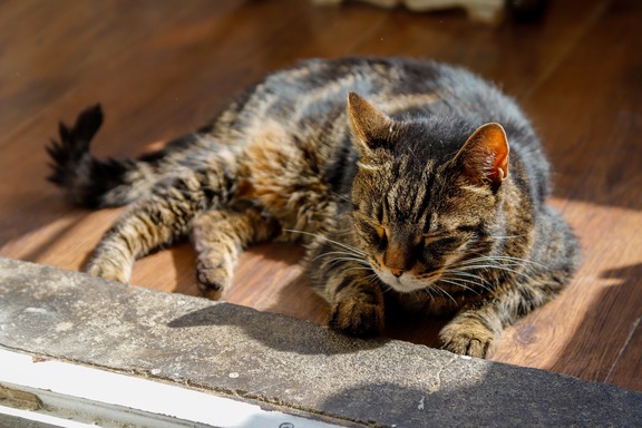 a cat peacefully resting on a wooden floor