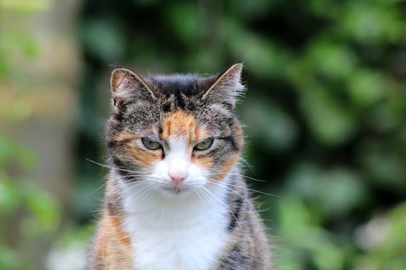 a cat perched on a rustic wooden bench outdoors