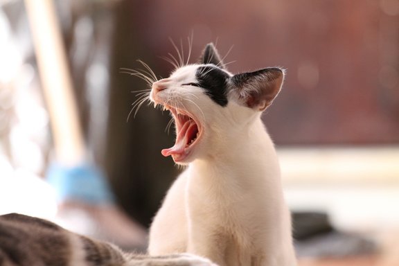 Yawning cat with mouth wide open in a relaxed pose