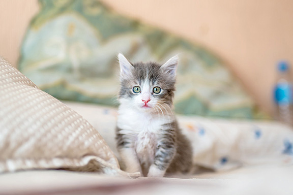 a cute kitten rests on a bed