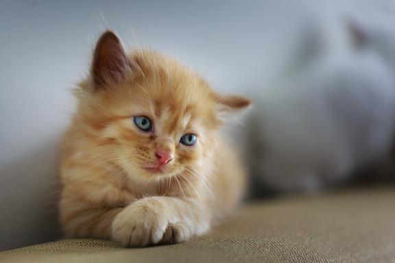 a orange kitten resting on a couch