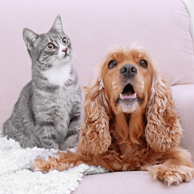 dog and cat sitting together on couch