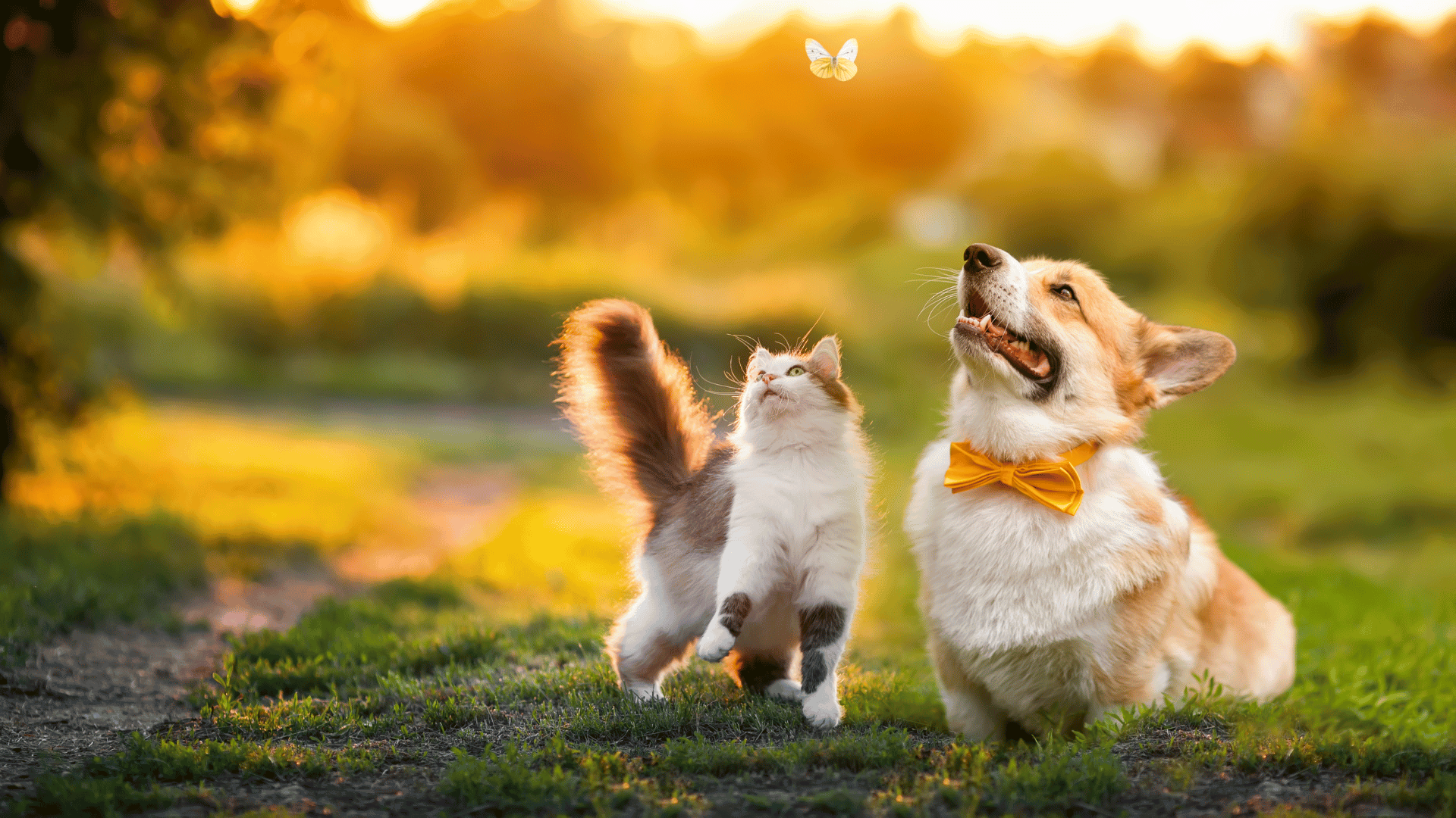 cat and dog playing with butterfly