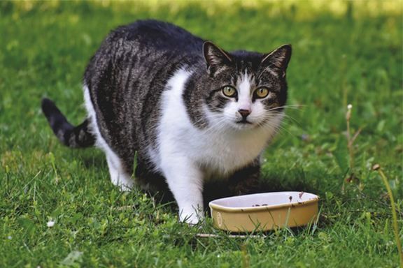 cat in grass beside a bowl