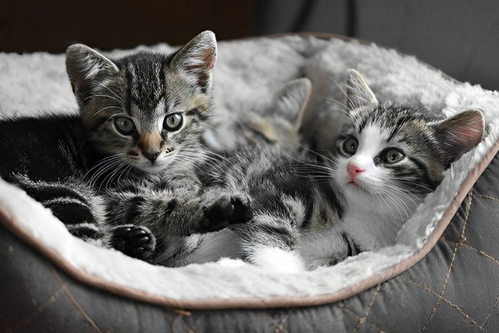 cute kittens resting in a soft pet bed