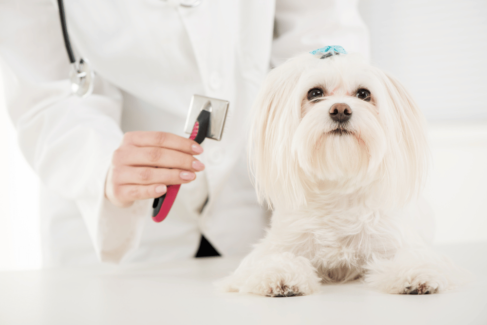 Vet grooming a white dog