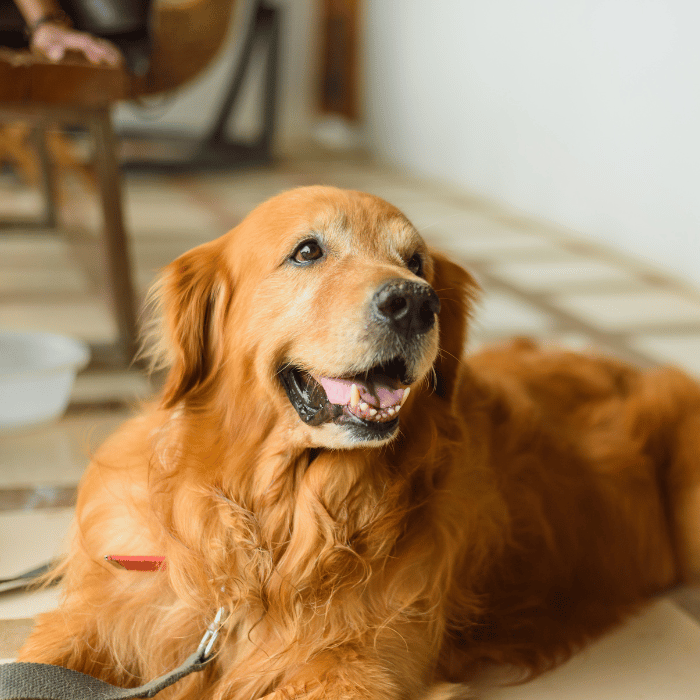 dog sitting on floor