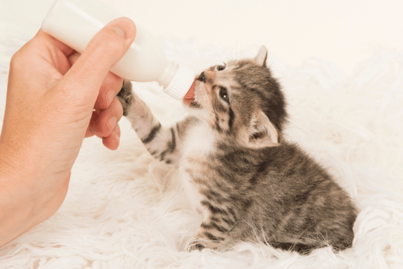 a person feeding milk by bottle