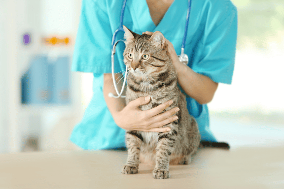 vet checking cat health by stethoscope