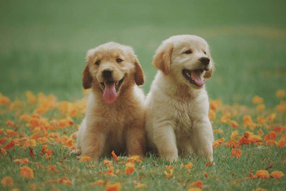 two puppy's sitting on field