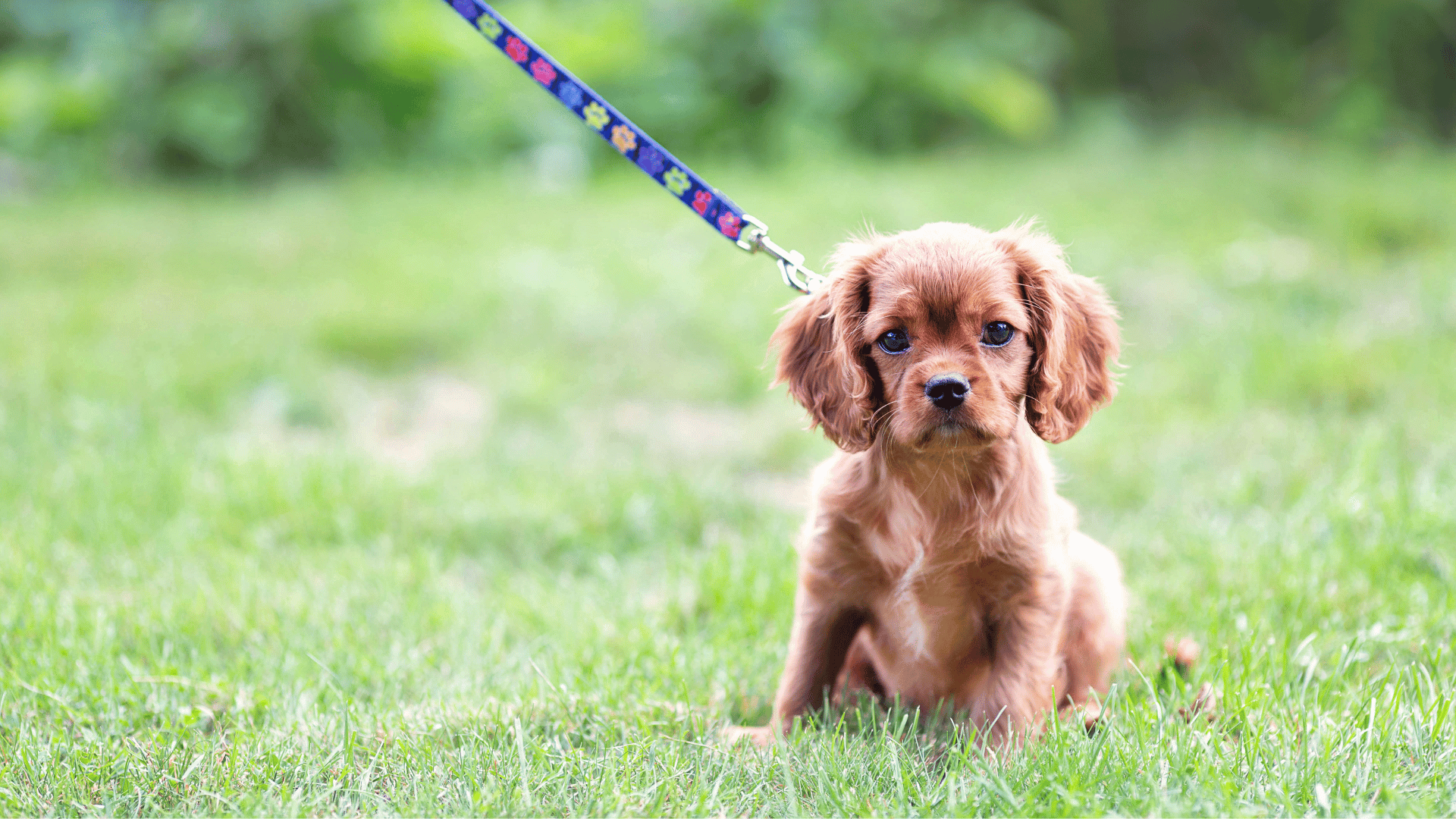 Toilet Training Your Puppy | Ryedale Vets