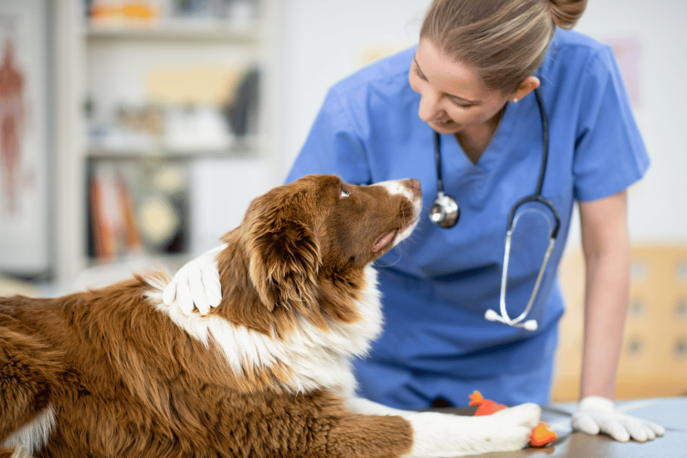 Dog sitting on the table and looking at the vet