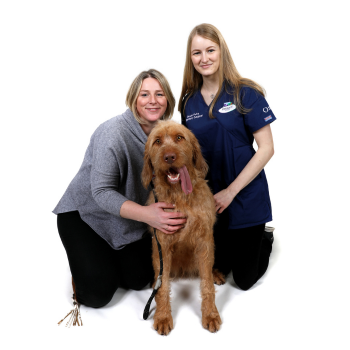 A dog is sitting on the floor with two vets