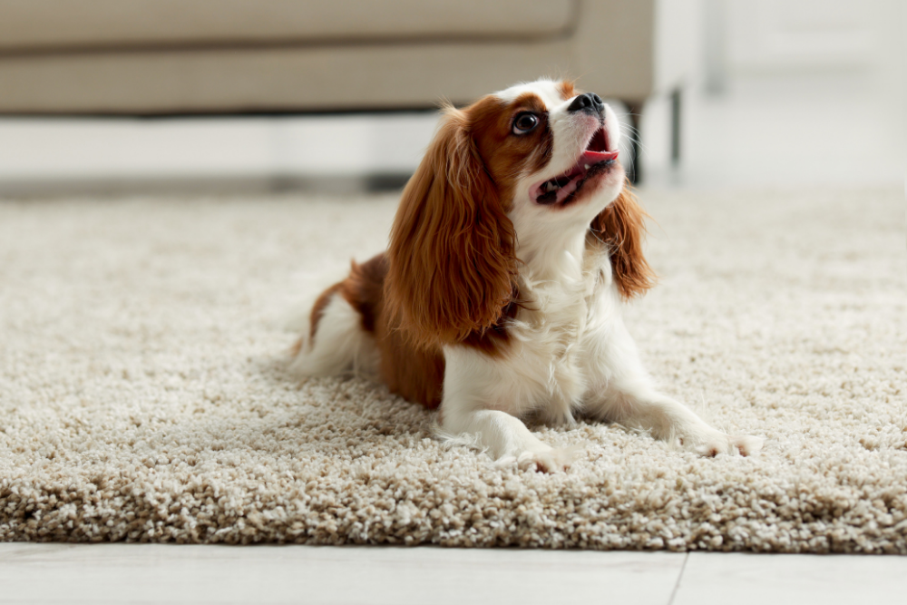 dog walking on street