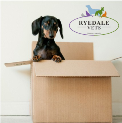 A dog in a box with a coming soon badge