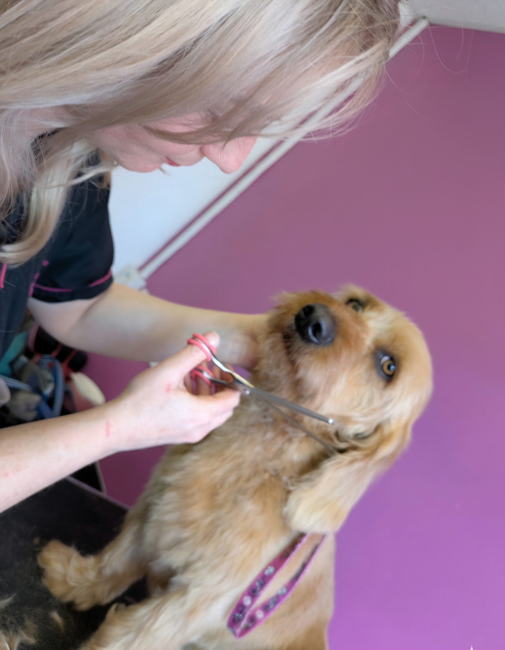 Vet grooming a white dog