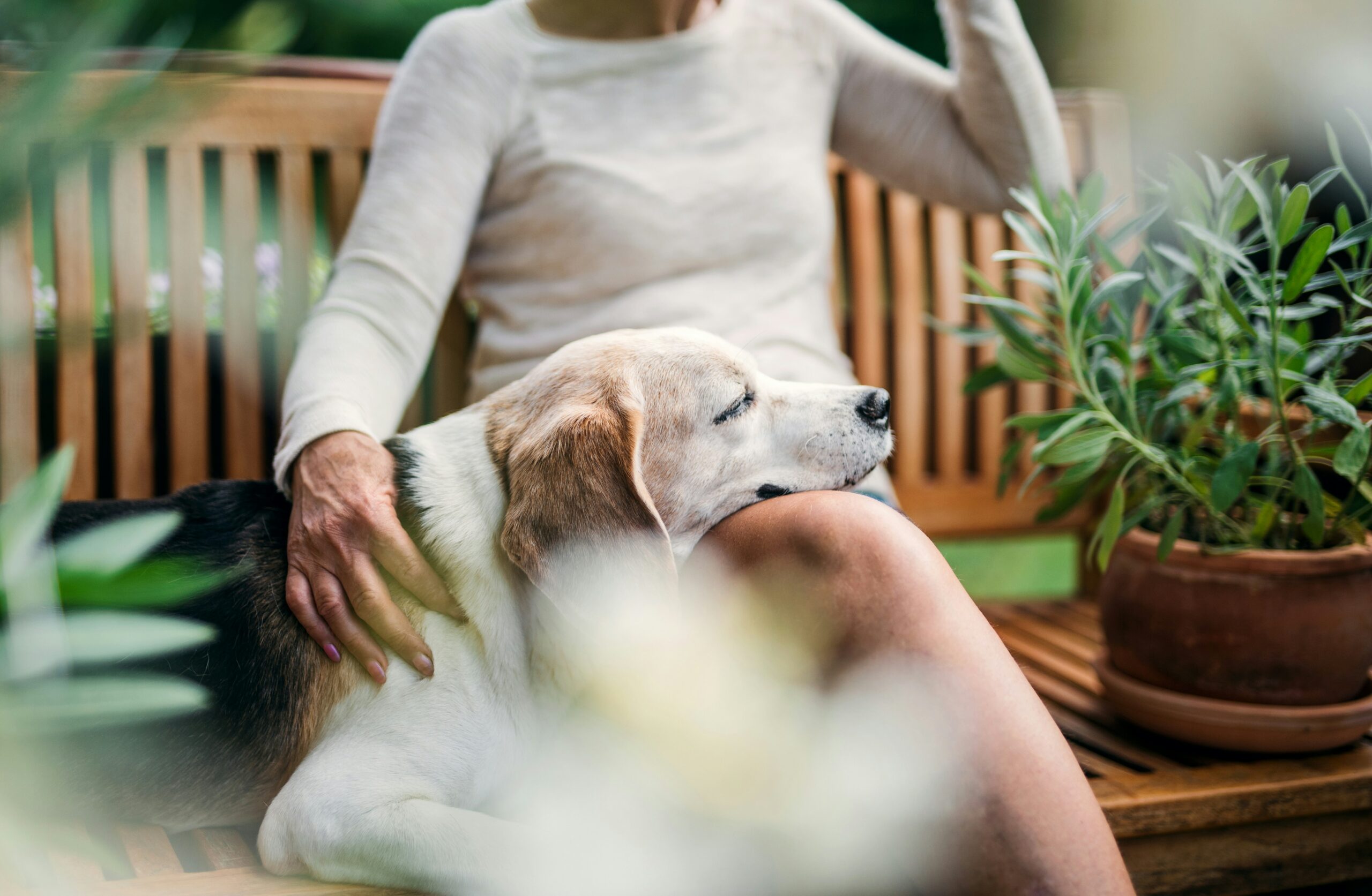 dog injured leg lying on couch<br />
